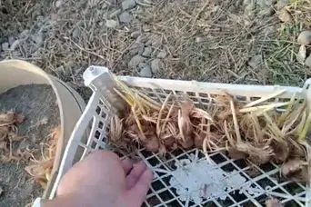 آموزش پرورش زعفران در اتاق خواب و آشپزخانه