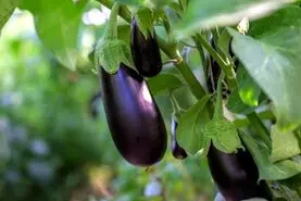 یه عمر اشتباهی بادمجون سرخ میکیردیم | بیا اینجا تا یادبگیری چه جوری تلخی بادمجون و بگیری