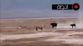 فیلم ؛مستند حیات وحش /پیروزی حیرت انگیز بوفالو بر شیرها