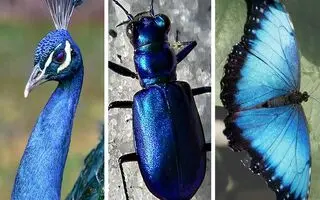 پاسخ علم به یک معمای قدیمی: چرا هیچ پستاندار آبی رنگی در طبیعت وجود ندارد؟