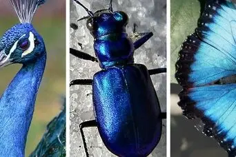 پاسخ علم به یک معمای قدیمی: چرا هیچ پستاندار آبی رنگی در طبیعت وجود ندارد؟