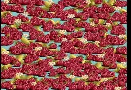 بازی فکری : یک تست فوقالعاده برای چشمان شما، اگر در ۱۲ ثانیه توت فرنگی را پیدا کنید چشمتان ۱۰/۱۰ هست!