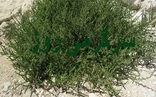 این گیاه معجزه‌آسا هدیه بهار به زمین های کویری است /  پاک‌کننده قوی کبد و کلیه‌هاو  کاهنده قند خون و فشار خون