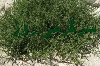 این گیاه معجزه‌آسا هدیه بهار به زمین های کویری است /  پاک‌کننده قوی کبد و کلیه‌هاو  کاهنده قند خون و فشار خون