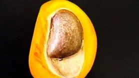 هسته این میوه خواص و کاربردیایی که تا الان اشتباهی می ریختیمش دور