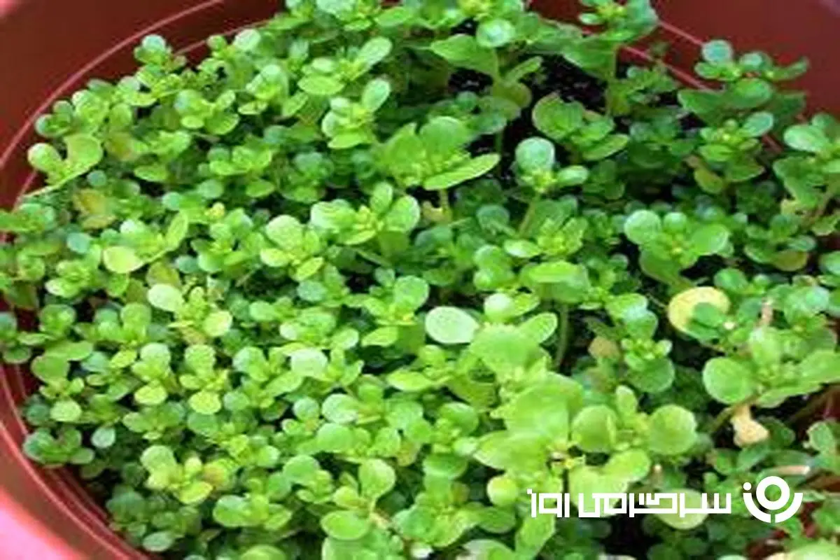 مصرف این سبزی در ناشتا بیماری قند خون را از بین می برد