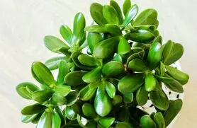 این گیاه زیبا یک مسکن طبیعی ، تقویت کننده حافظه است و سرشاز از ویتامین C، مس و منگنز  میباشد