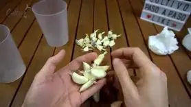 آموزش کاشت سیر در خانه 