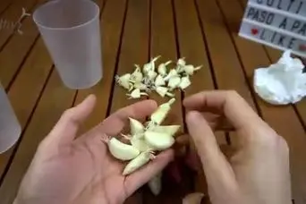 آموزش کاشت سیر در خانه 