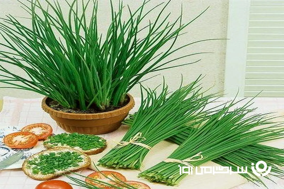 آموزش کاشت تره در گلدان