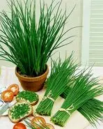 آموزش کاشت تره در گلدان
