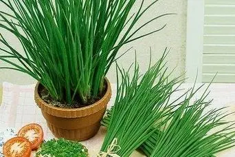 آموزش کاشت تره در گلدان