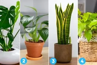 تست شخصیت شناسی: با انتخاب یک گیاه بفهمید دیگران درباره شما چه می‌گویند!