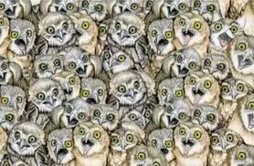 بازی فکری : فقط نابغهها میتونن قبل از ۵ ثانیه گربهی مخفی شده رو پیدا کنن!