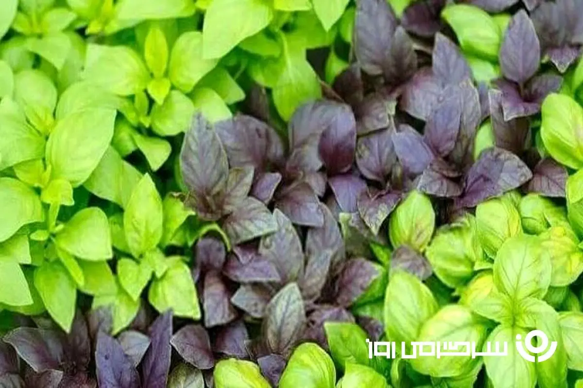 مصرف این سبزی با پنیر سردرد را از بین می برد
