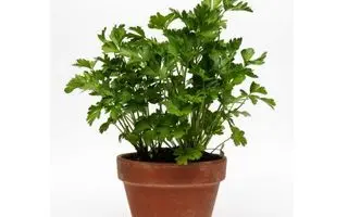 آموزش کاشت جعفری در گلدان