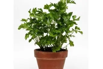 آموزش کاشت سبزی جعفری در گلدان