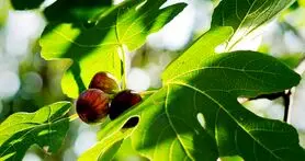 با مصرف برگ این میوه قند خون را کاهش و بدن را سم زدایی کنید