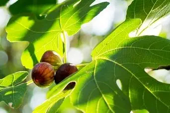 با مصرف برگ این میوه قند خون را کاهش و بدن را سم زدایی کنید
