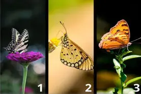 تست شخصیت شناسی: با انتخاب یک پروانه بفهمید چقدر رمانتیک هستید!