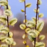 دفع سنگ کیسه صفرا، حل مشکلات گوارشی و درمان طبیعی انواع درد با این عرق خوشبو