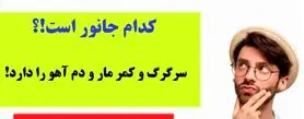 چیستان سخت | کدام جانور است که سرگرگ و کمر مار و دم آهو را دارد!؟