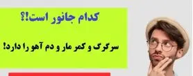 چیستان سخت | کدام جانور است که سرگرگ و کمر مار و دم آهو را دارد!؟