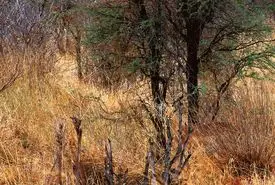 بازی فکری : باید چشمات مثل شاهین تیز باشد تا تو 7 ثانیه آهوی مخفی شده را پیدا کنی!