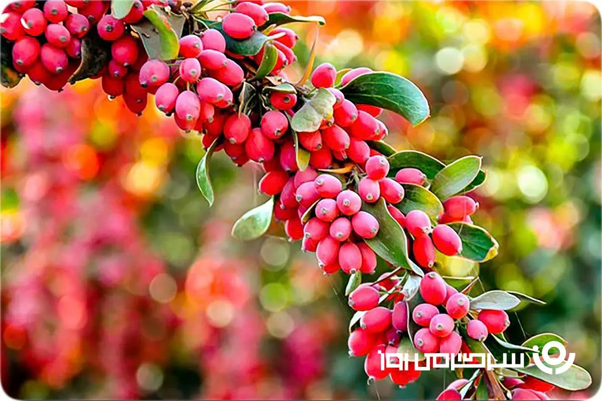 می‌خوای مریض نشی و سیستم ایمنی‌ت قوی باشه؟ | این گیاه ببین چقدر خاصیت داره