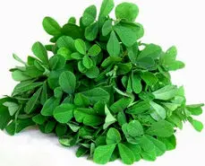 با این گیاه یک قاعدگی بدون درد و آسان داشته باشید و افزایش قوای جنسی و درمان ناتوانی جنسی و درمان کننده زخم معده 