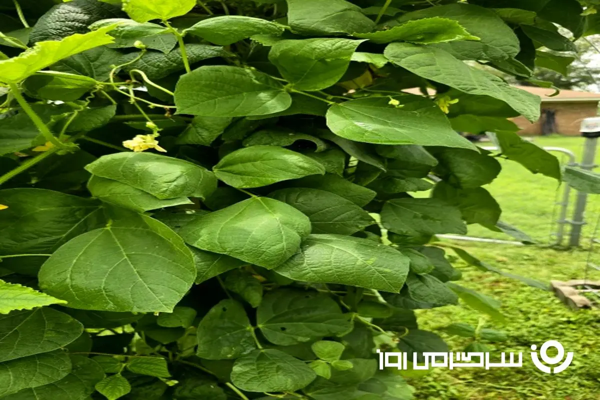 بازی فکری : به باشگاه ۱٪ بپیوندید؛ اگر ضریب هوشی شما ۱۳٩ است، عنکبوت را در ۹ ثانیه پیدا کنید! 