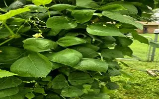 بازی فکری : به باشگاه ۱٪ بپیوندید؛ اگر ضریب هوشی شما ۱۳٩ است، عنکبوت را در ۹ ثانیه پیدا کنید! 