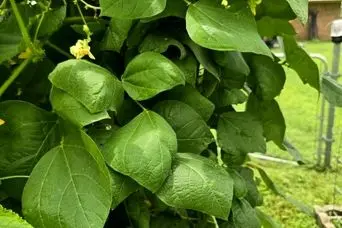 بازی فکری : به باشگاه ۱٪ بپیوندید؛ اگر ضریب هوشی شما ۱۳٩ است، عنکبوت را در ۹ ثانیه پیدا کنید! 