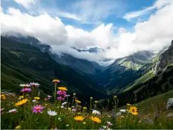 بازی فکری: از هر ۱۰۰۰ نفر فقط ۱۲ نفر تونستن زنبور مخفی رو پیدا کنن!