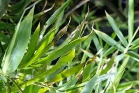 بازی فکری : باید از شرلوک هلمز هم تیزتر باشی که بتونی مار و پیدا کنی!