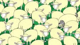 بازی فکری : فقط اونایی که ضریب هوشی ۱۳۰ دارن می تونن گرگ پنهان را پیدا کنند!