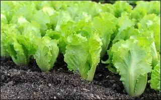 خواص کاهو؛ ۱۲ خاصیت درمانی