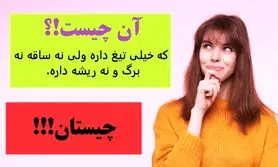 چیستان روز | اون چیه که خیلی تیغ داره ولی نه ساقه نه برگ و نه ریشه داره