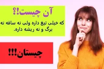 چیستان روز | اون چیه که خیلی تیغ داره ولی نه ساقه نه برگ و نه ریشه داره