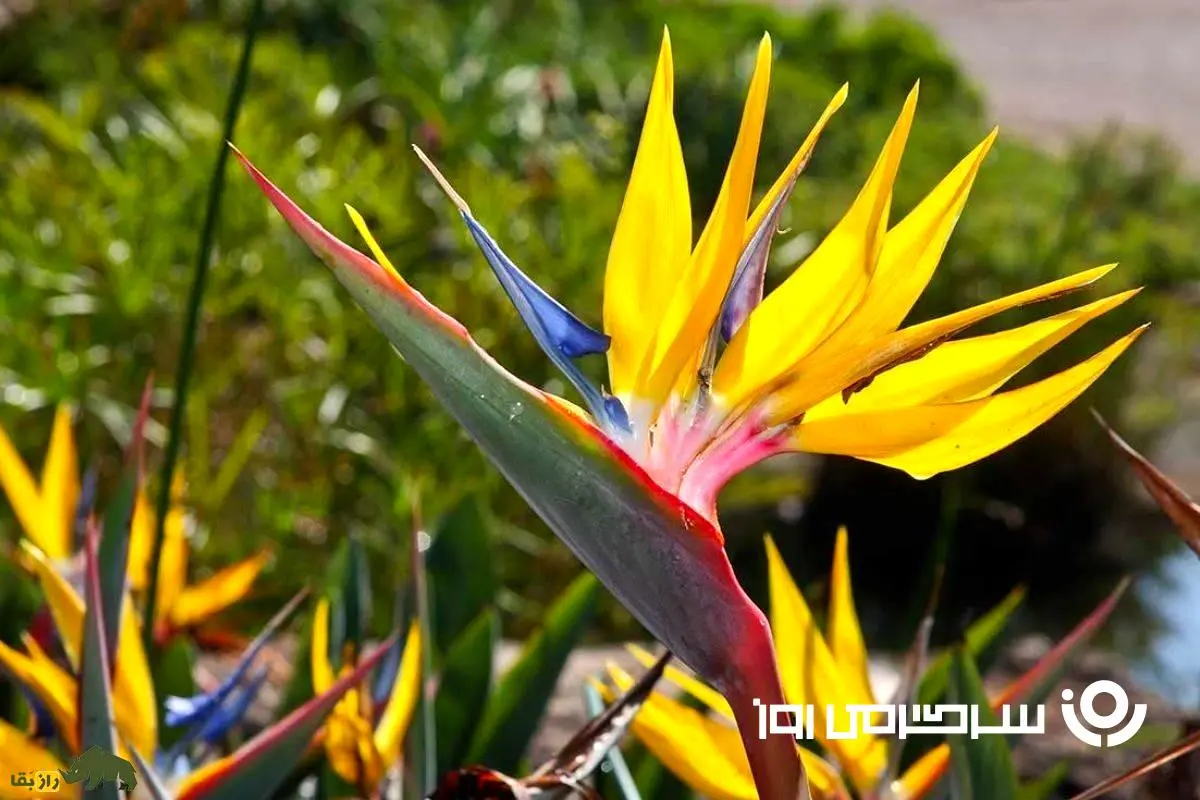 گل مرغ بهشتی؛ زیباترین گل دنیا که شبیه به یک پرنده است و می‌توان آن را در خانه پرورش داد