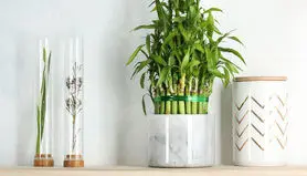 این گل و گیاه های آپارتمانی براتون خوش شانسی و پول میاره 