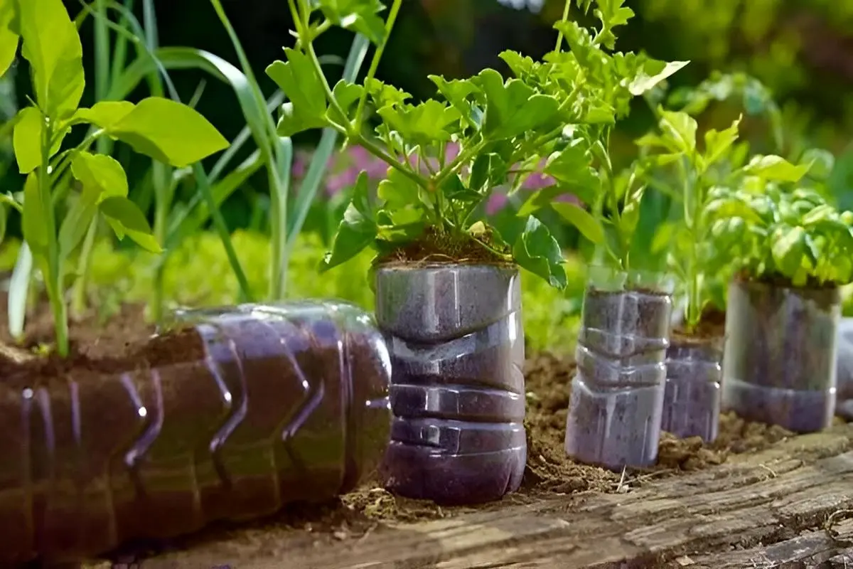 کاشت نعناع در بطری نوشابه ؛ ترفند ساده و کم‌هزینه برای داشتن نعناع تازه در خانه