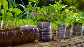 کاشت نعناع در بطری نوشابه ؛ ترفند ساده و کم‌هزینه برای داشتن نعناع تازه در خانه