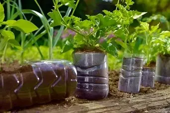 کاشت نعناع در بطری نوشابه ؛ ترفند ساده و کم‌هزینه برای داشتن نعناع تازه در خانه