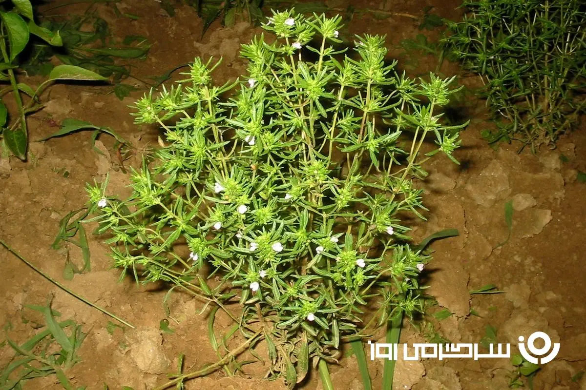این گیاه تند و تابستانی به کار سلامت شما می آید!
