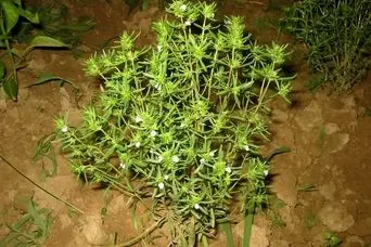 این گیاه تند و تابستانی به کار سلامت شما می آید!