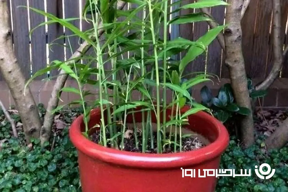 آموزش کاشت و پرورش زنجبیل در گلدان