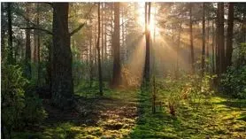 بازی فکری :اگه بتونی تو 6 ثانیه روباه و پیدا کنی اف بی آی آمریکا رو شاخته!