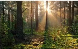 بازی فکری :اگه بتونی تو 6 ثانیه روباه و پیدا کنی اف بی آی آمریکا رو شاخته!