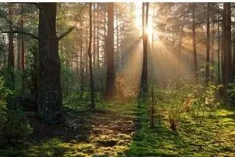 بازی فکری :اگه بتونی تو 6 ثانیه روباه و پیدا کنی اف بی آی آمریکا رو شاخته!